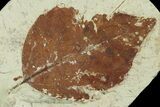 Miocene Fossil Leaf (Populus) - Augsburg, Germany #139259-1